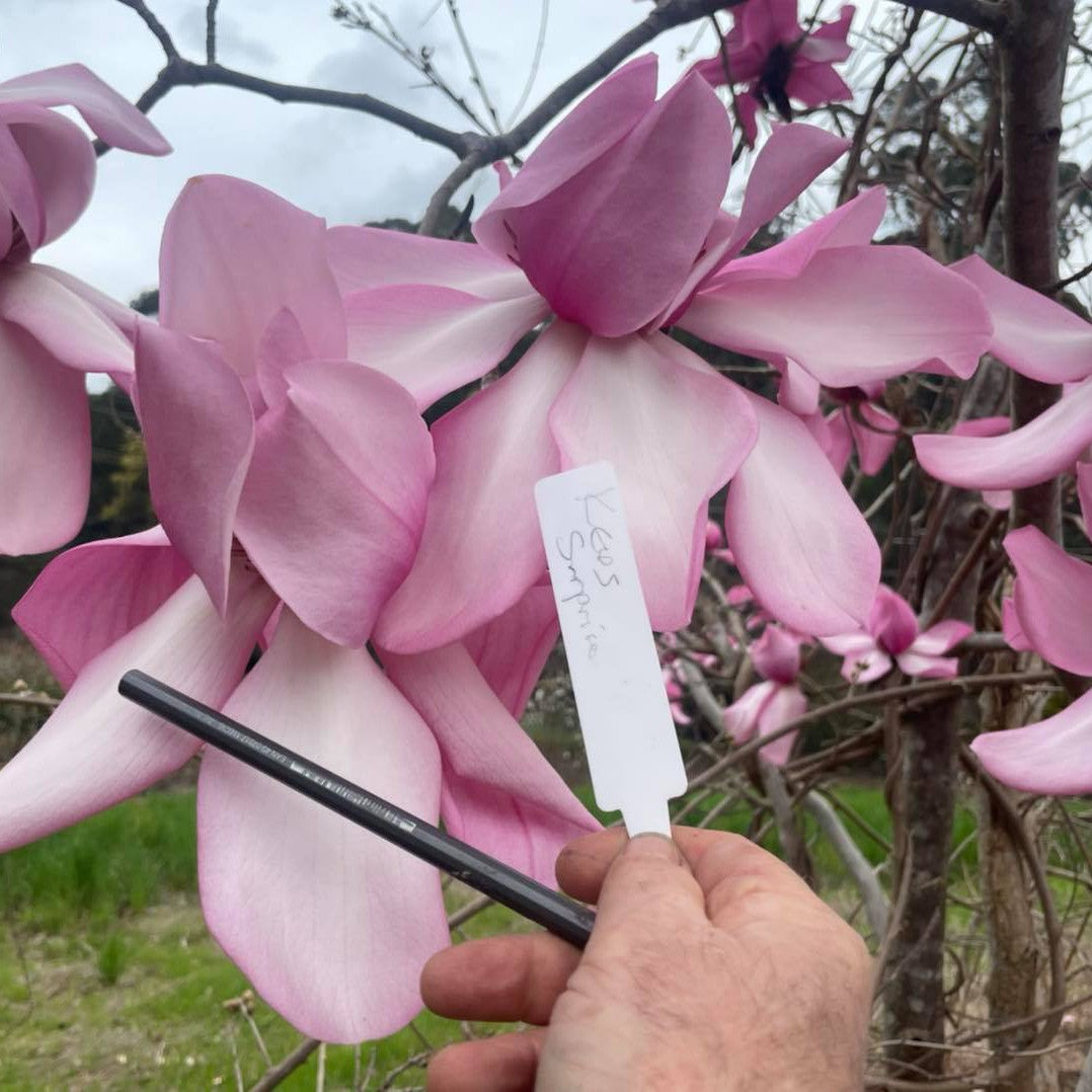 Magnolia campbellii Kews Surprise 1