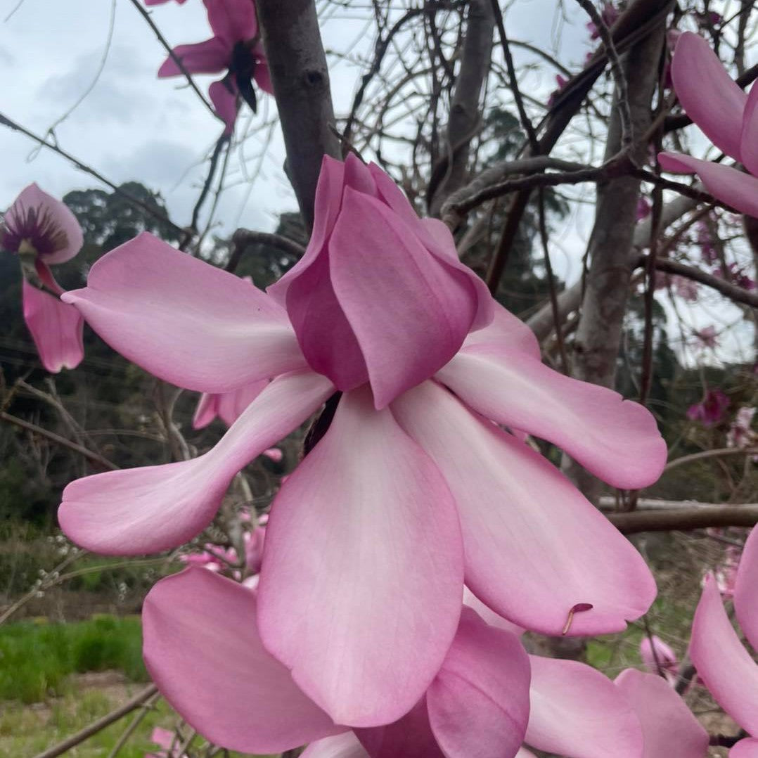 Magnolia campbellii Kews Surprise 2