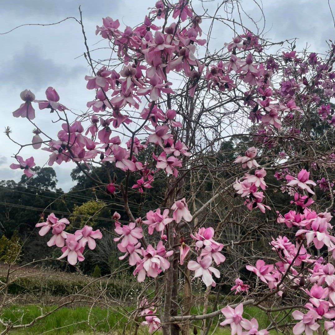 Magnolia campbellii Kews Surprise 3