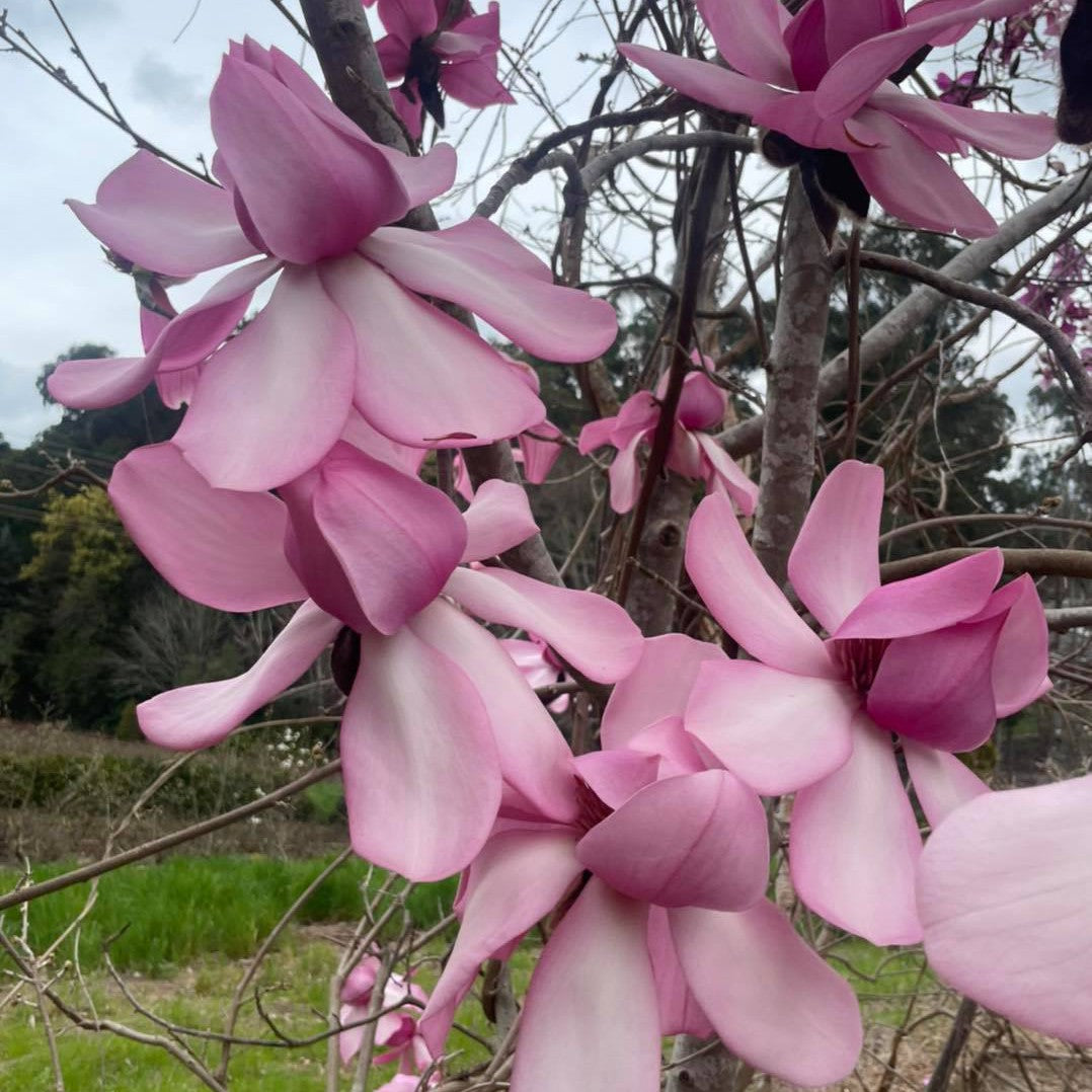 Magnolia campbellii Kews Surprise 4