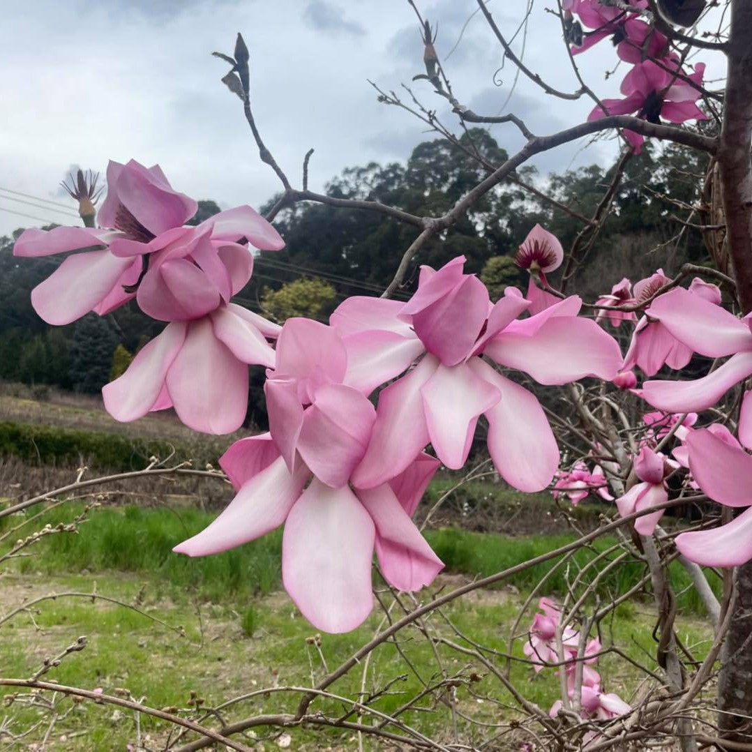 Magnolia campbellii Kews Surprise 6