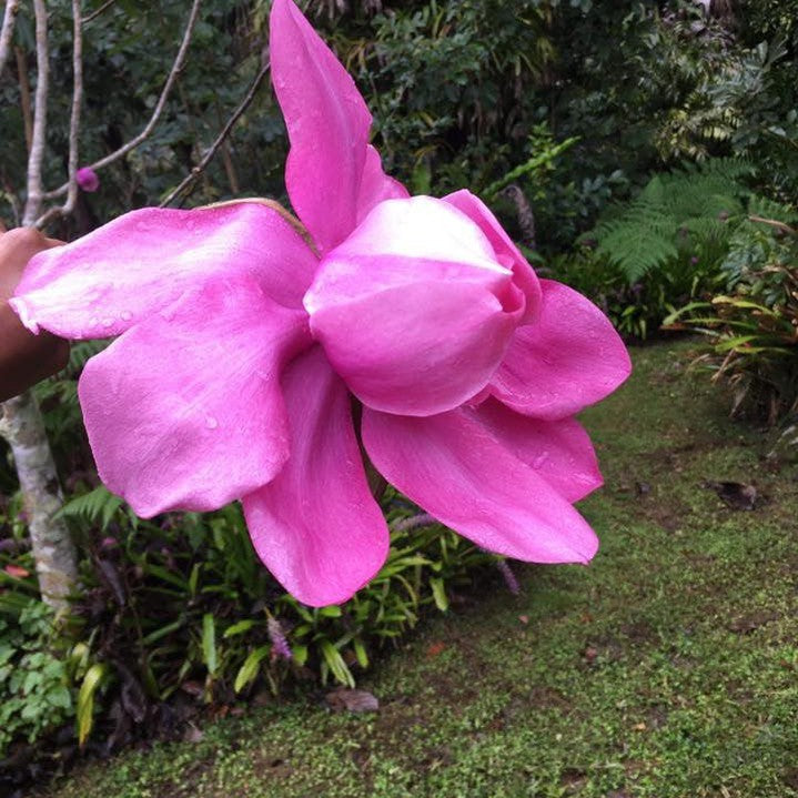 Magnolia campbellii Lanarth 1