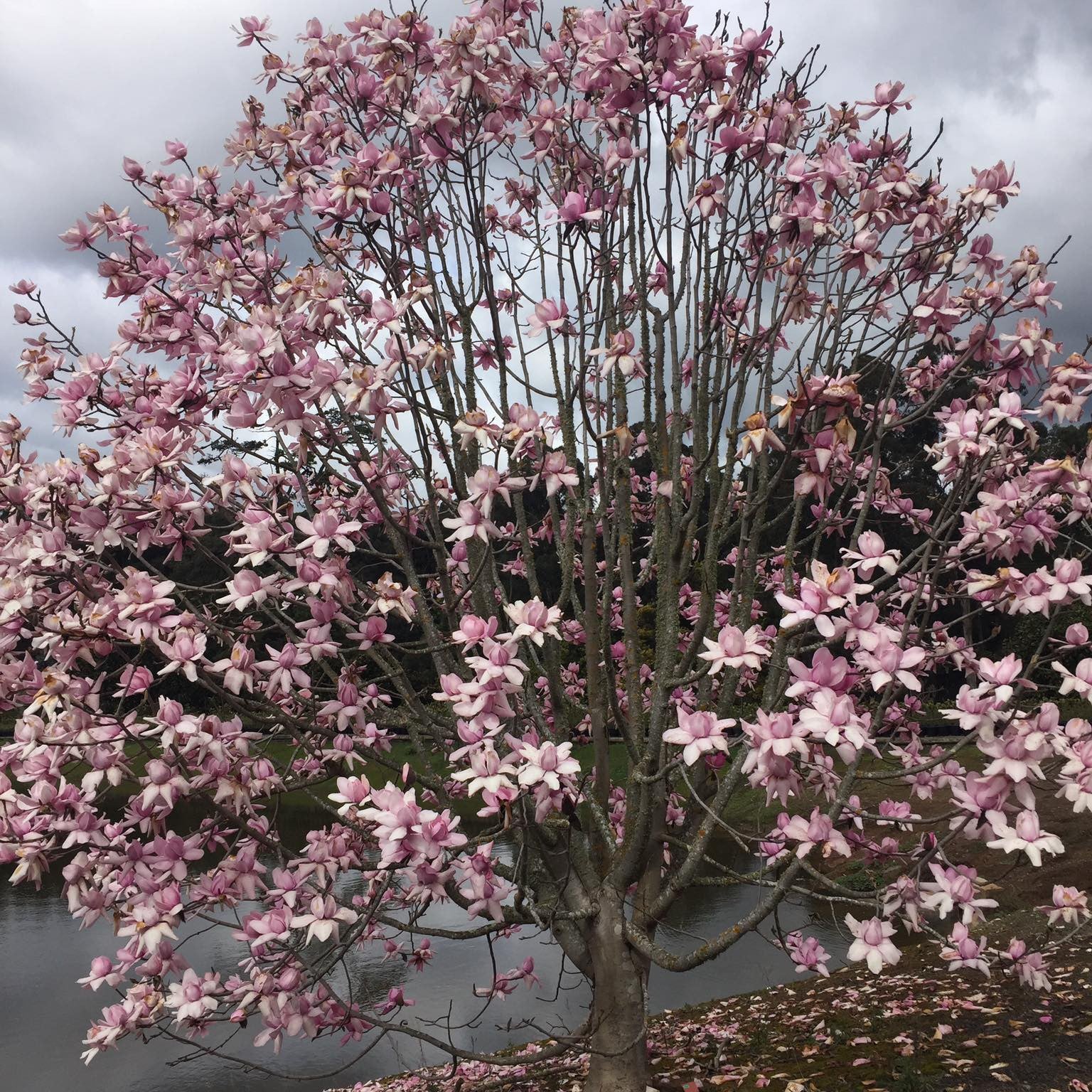 Magnolia campbellii Lanarth 2