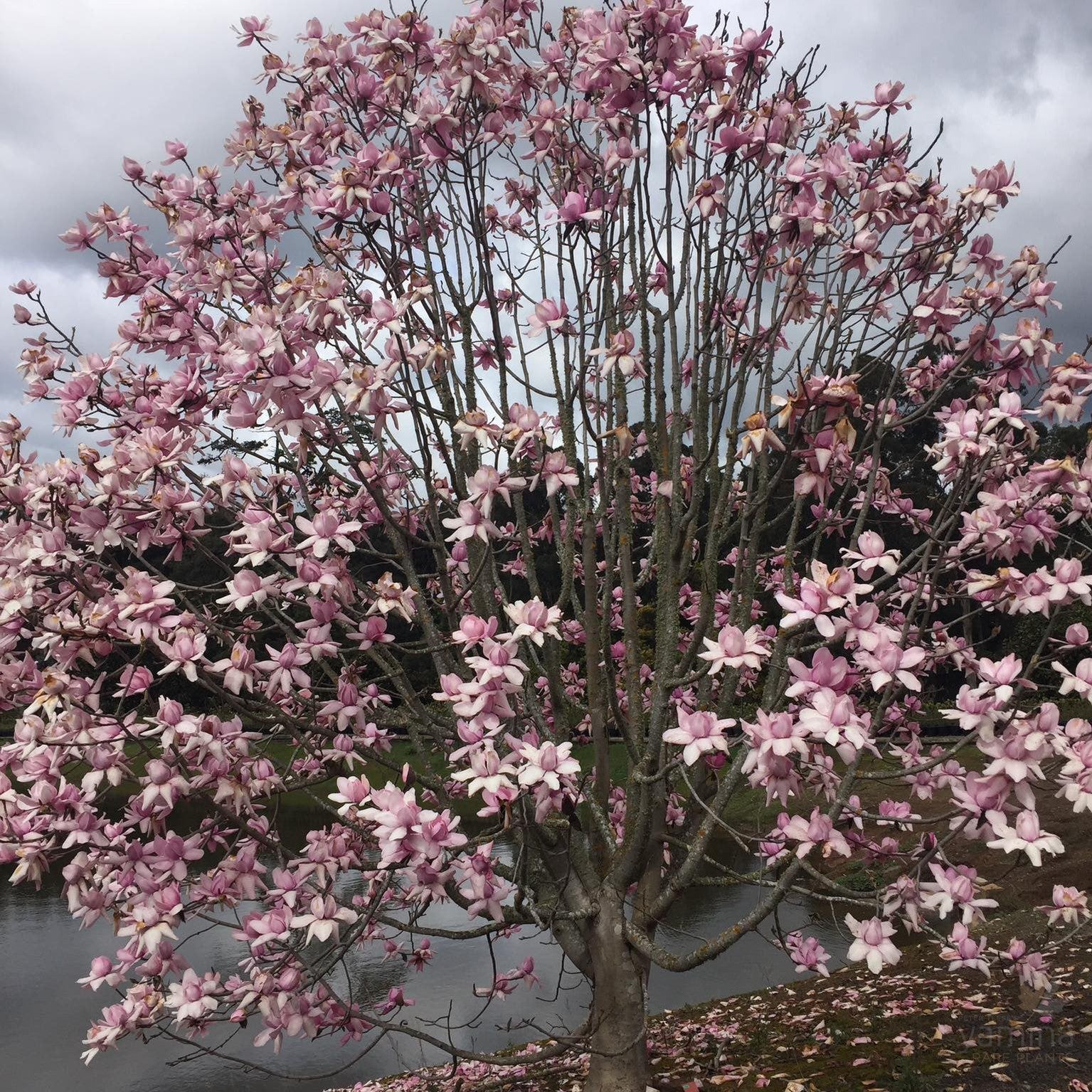 Magnolia campbellii Lanarth 2