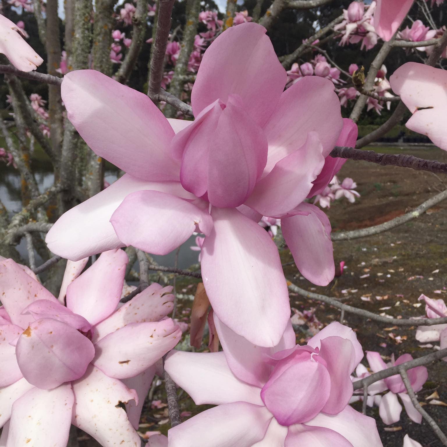 Magnolia campbellii Lanarth 3