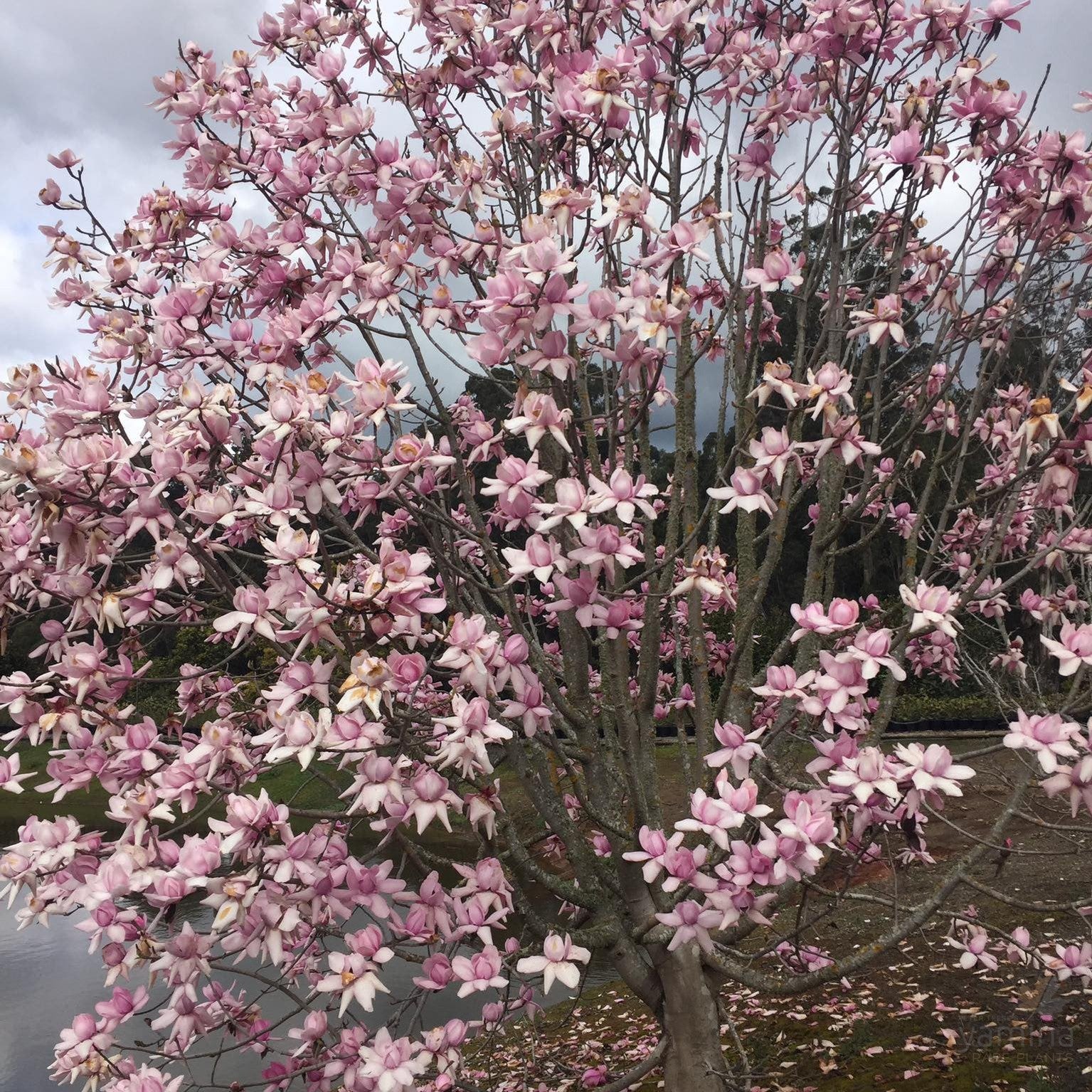 Magnolia campbellii Lanarth 4