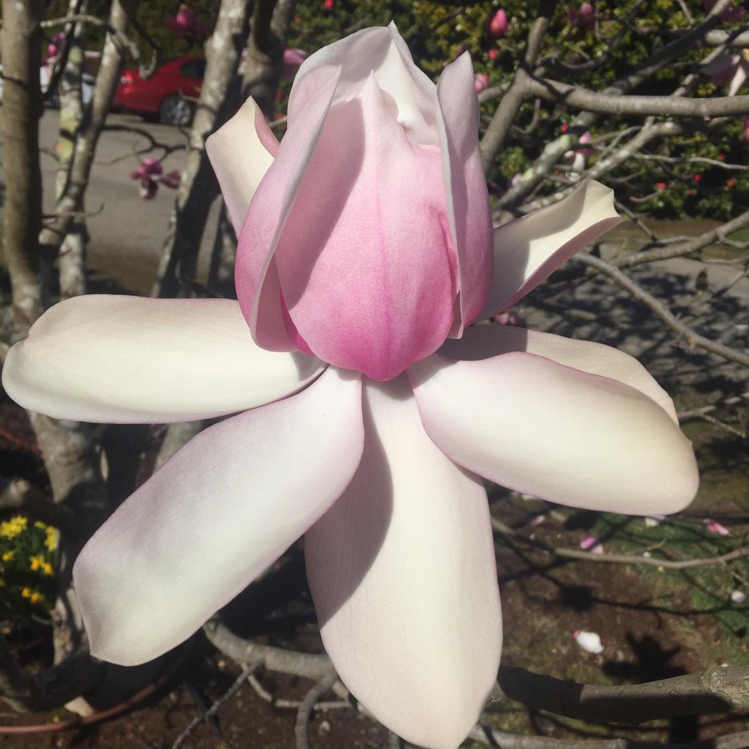 Magnolia campbellii (Pink) 1
