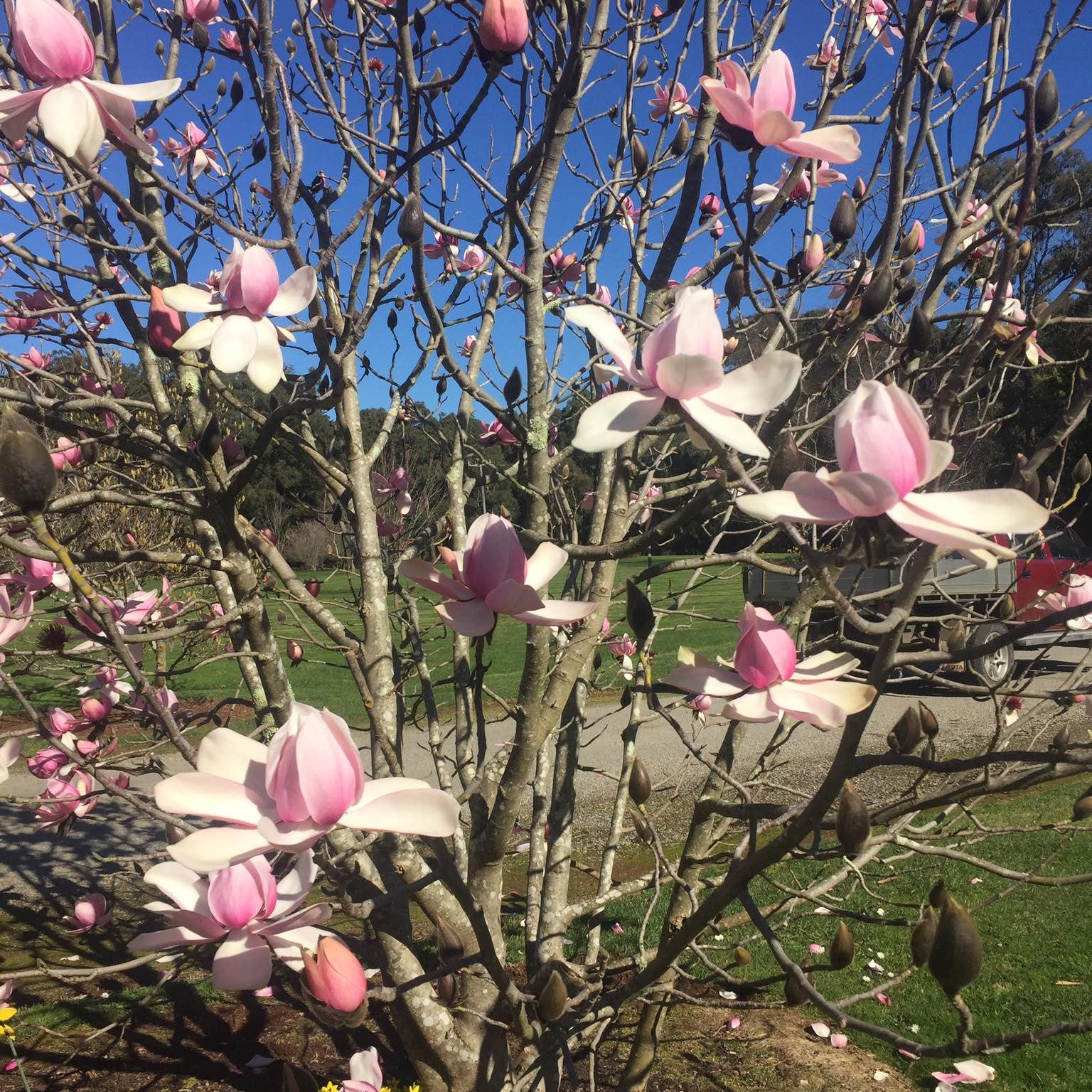 Magnolia campbellii (Pink) 3