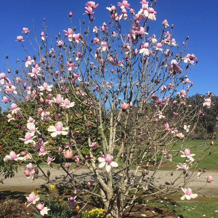 Magnolia campbellii (Pink) 4