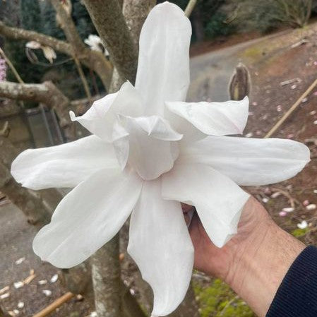 Magnolia campbellii Strybing White 1
