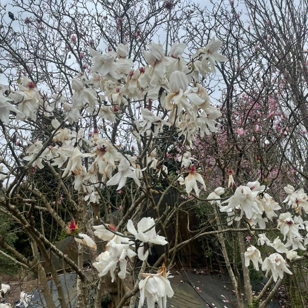 Magnolia campbellii Strybing White 2
