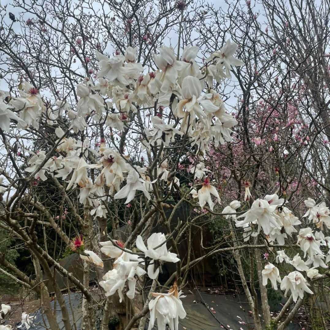 Magnolia campbellii Strybing White 2