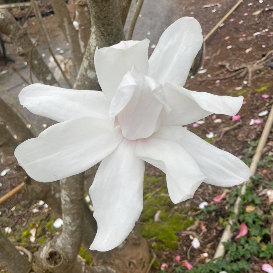 Magnolia campbellii Strybing White 3