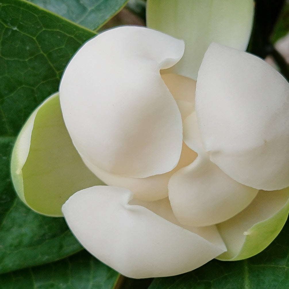 Magnolia coco