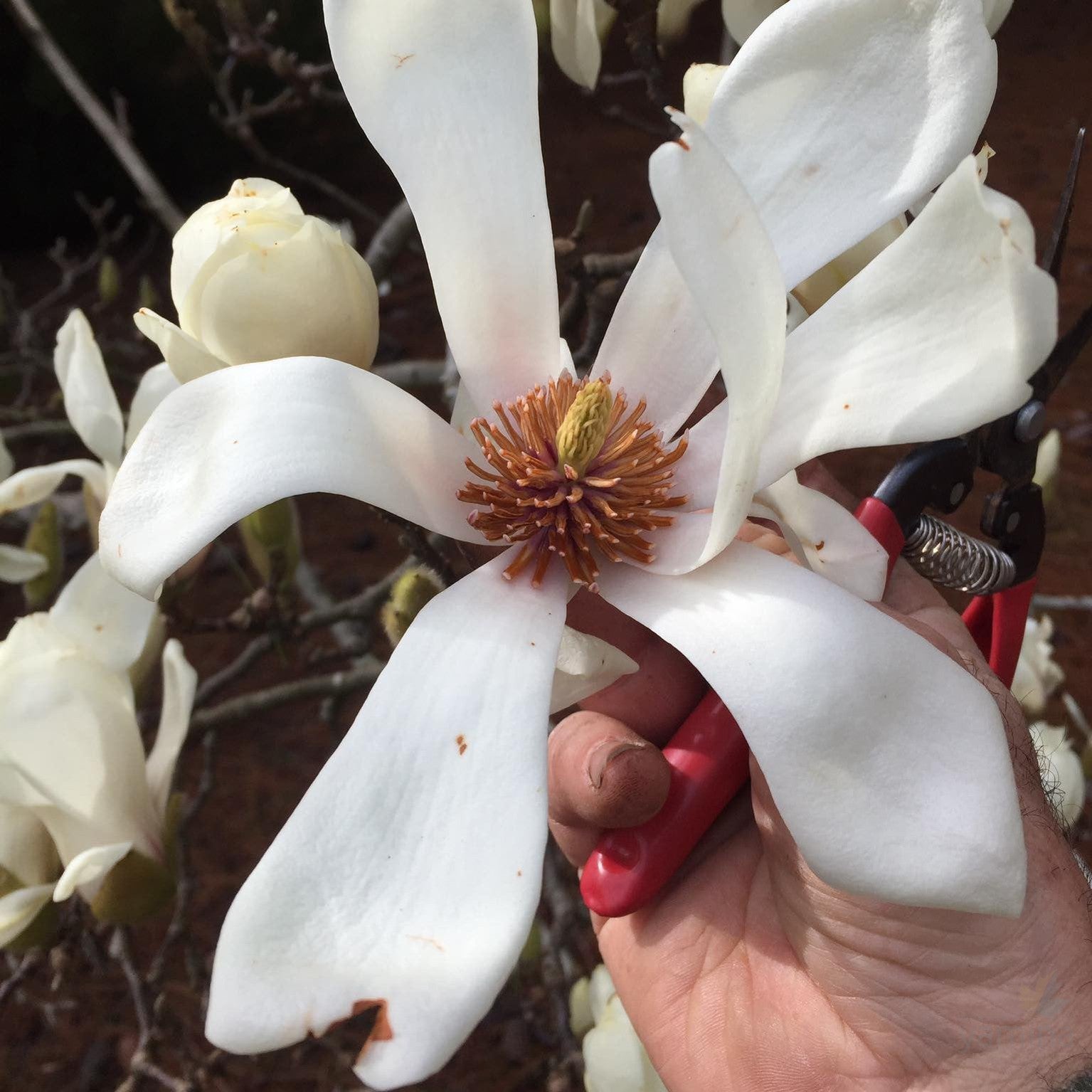 Magnolia cylindrica 1