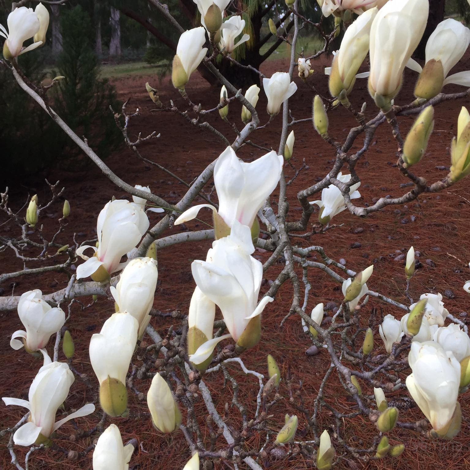 Magnolia cylindrica