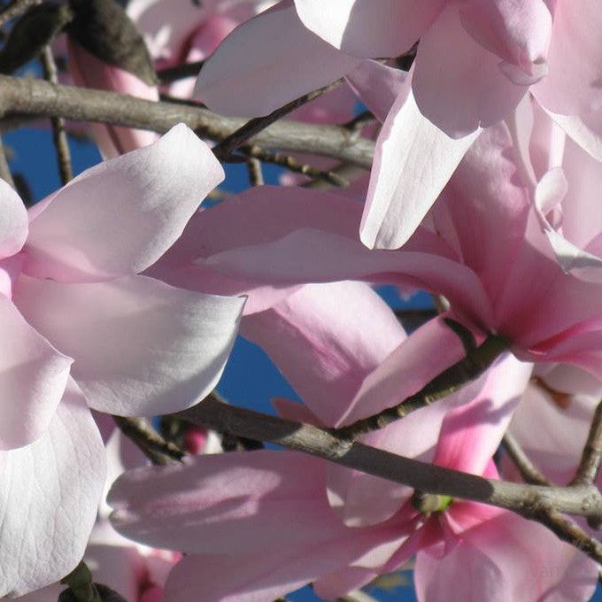 Magnolia dawsoniana 1