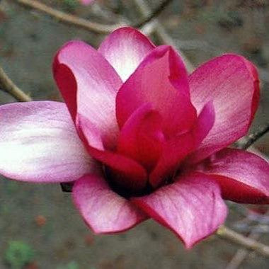 Magnolia dawsoniana Chyverton Red 1