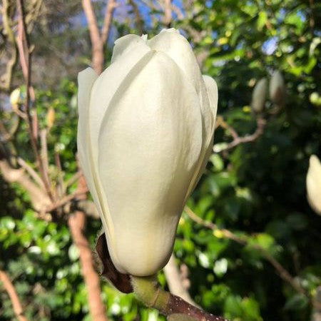 Magnolia denudata (graft) 1