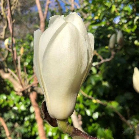 Magnolia denudata (graft) 1