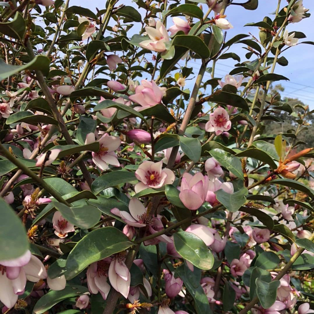 Magnolia doltsopa x figo Pink Pearl 2