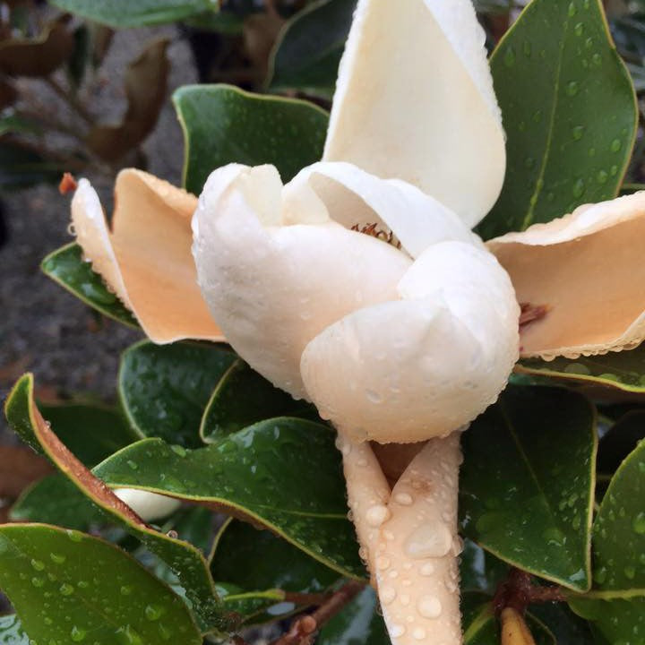 Magnolia grandiflora 1