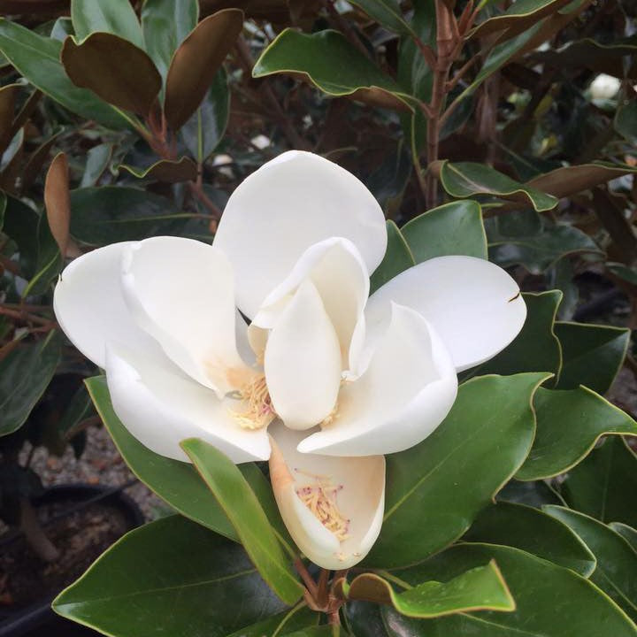 Magnolia grandiflora 2