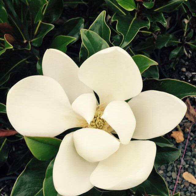 Magnolia grandiflora Emory