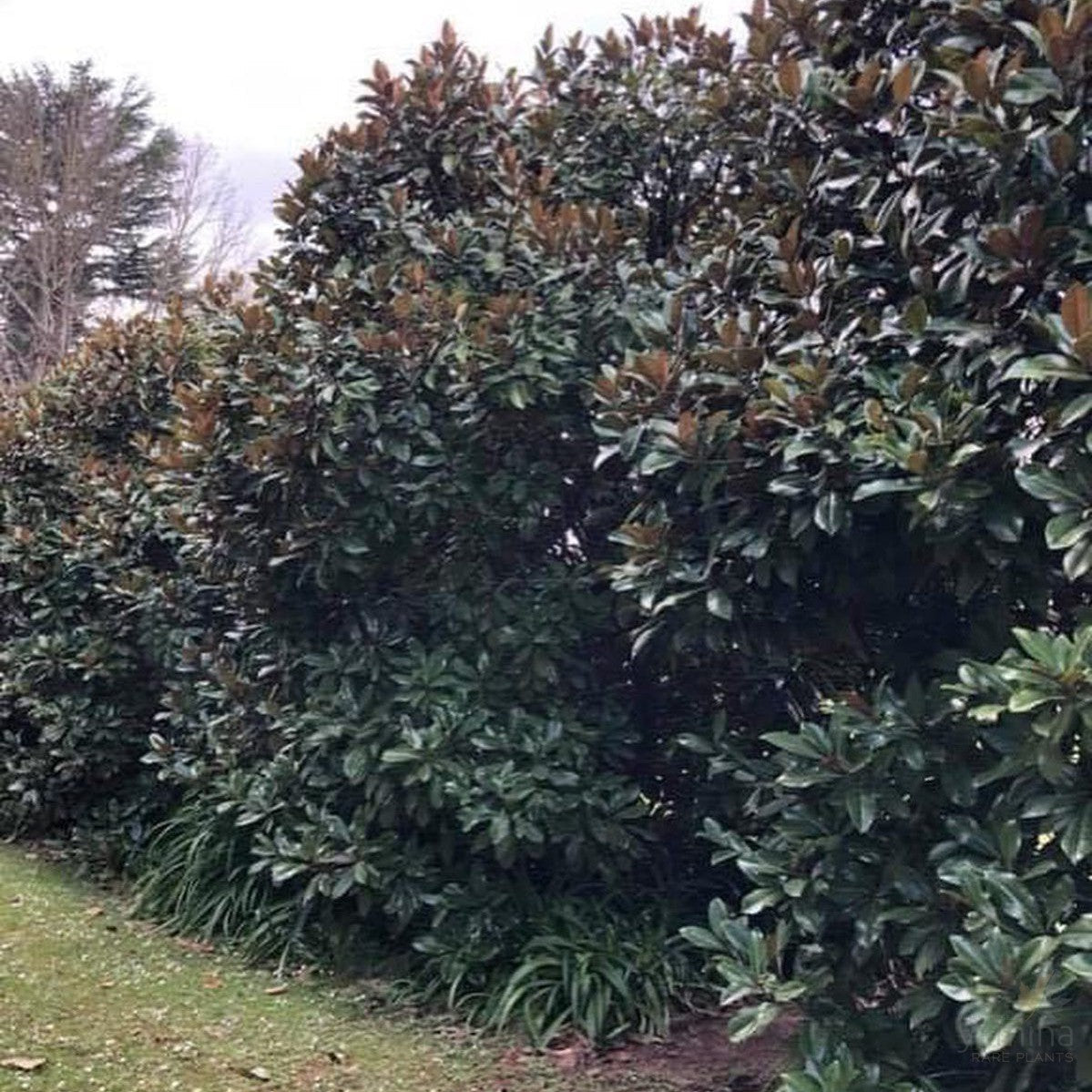 Magnolia grandiflora Exmouth 1