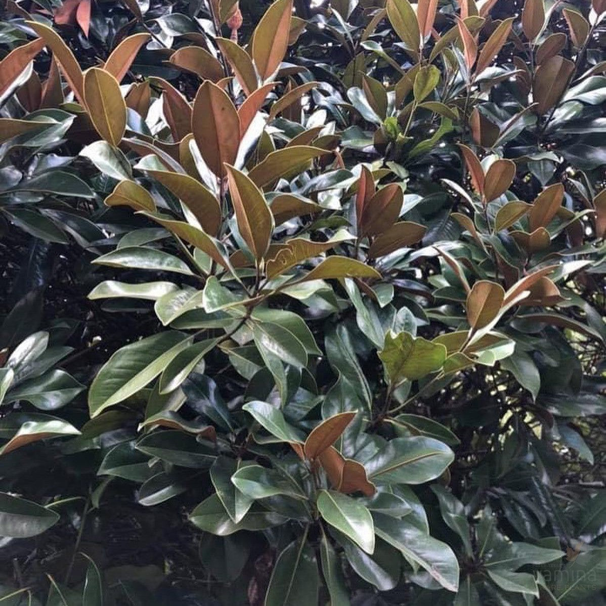 Magnolia grandiflora Exmouth 2