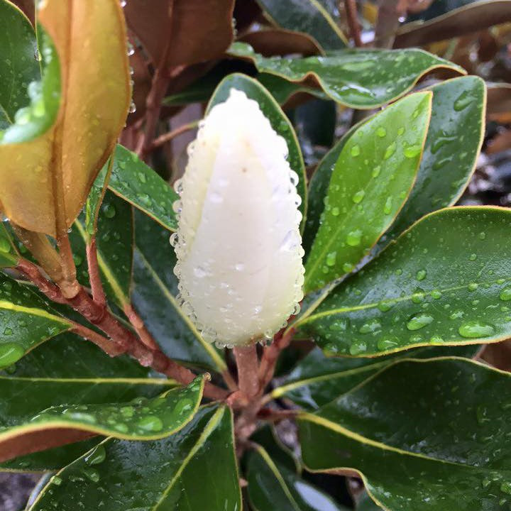 Magnolia grandiflora Harold Poole