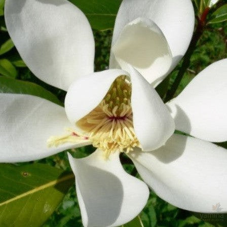 Magnolia grandiflora Kay Parris