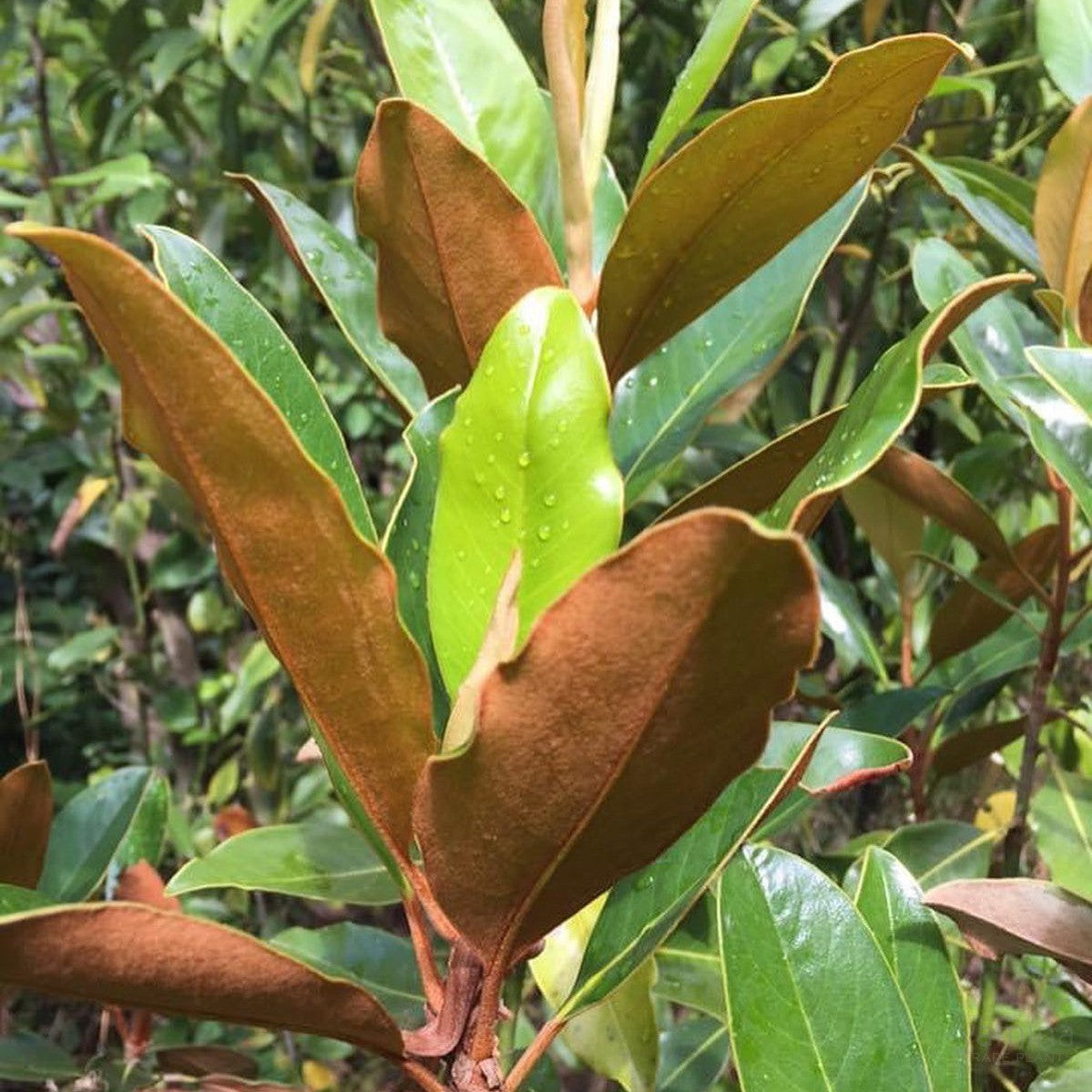 Magnolia grandiflora Little Gem 2