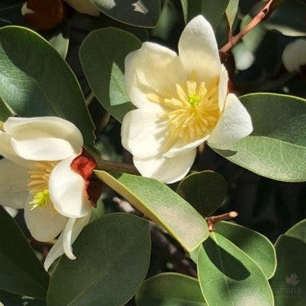 Magnolia laevifolia Free Spirit
