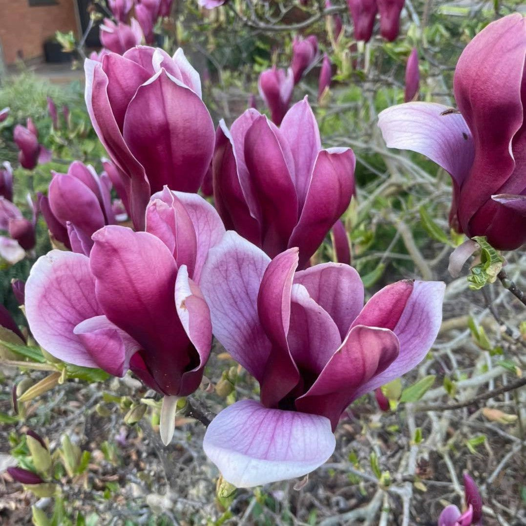 Magnolia lilliflora Nigra 1
