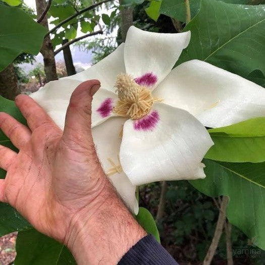 Magnolia macrophylla subsp ashei 1