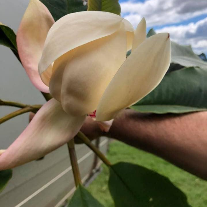 Magnolia rostrata 1