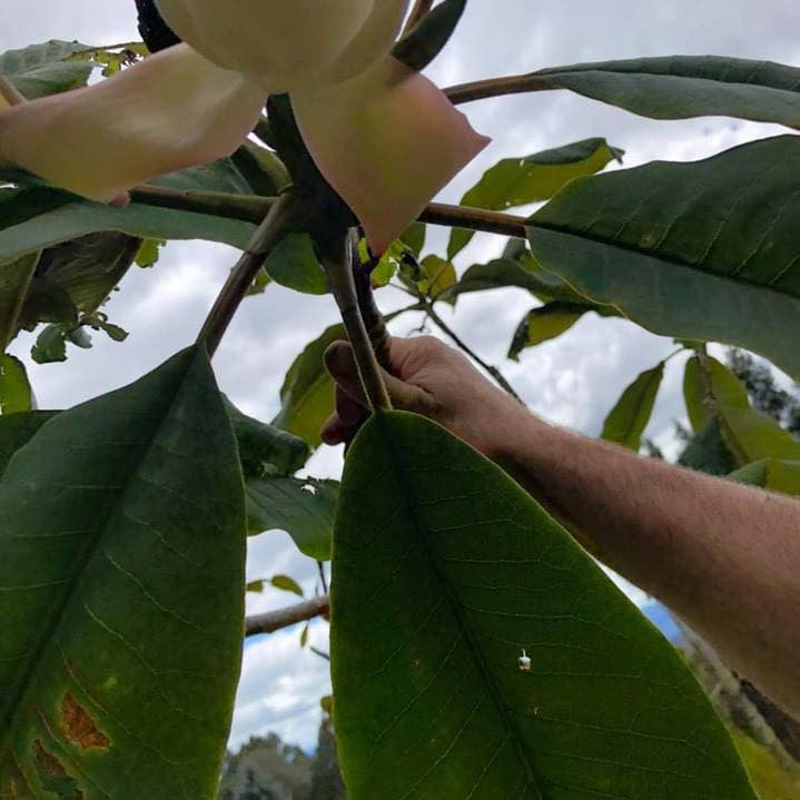 Magnolia rostrata 3