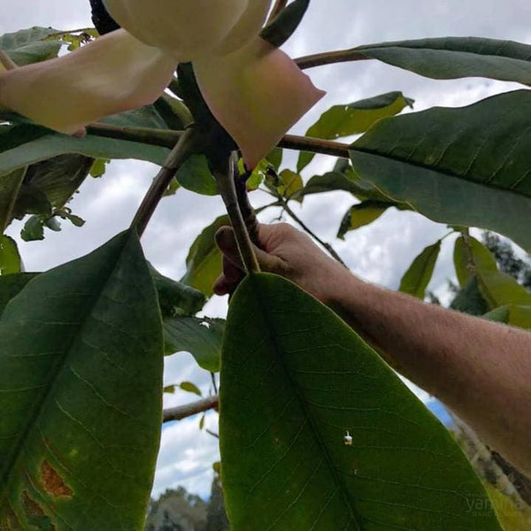 Magnolia rostrata