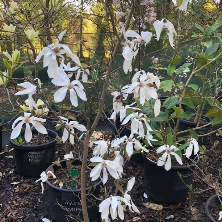 Magnolia salicifolia 2