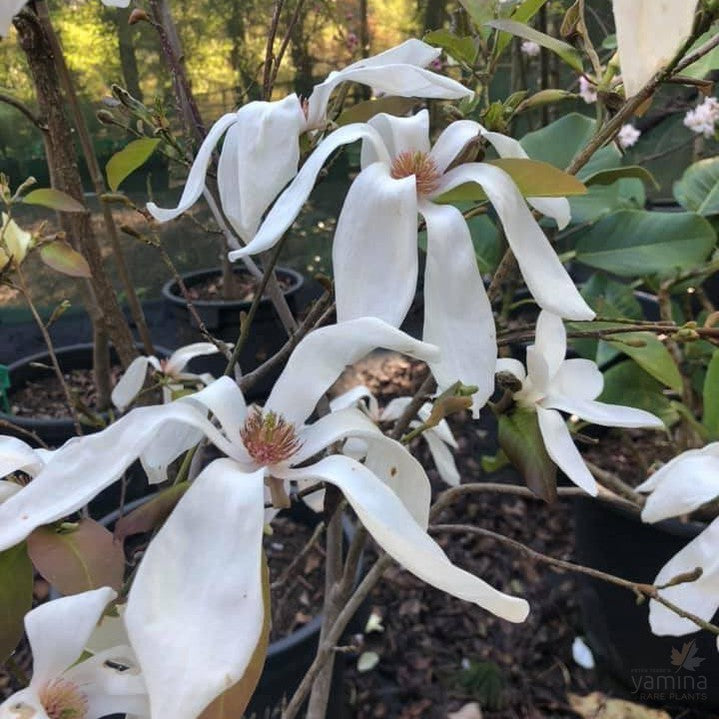 Magnolia salicifolia 3