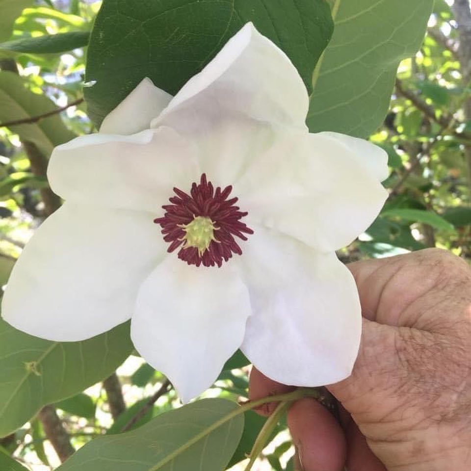Magnolia sieboldii 1