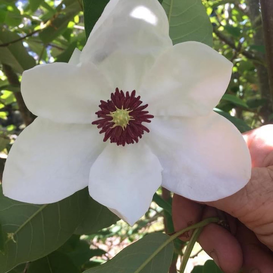 Magnolia sieboldii 3