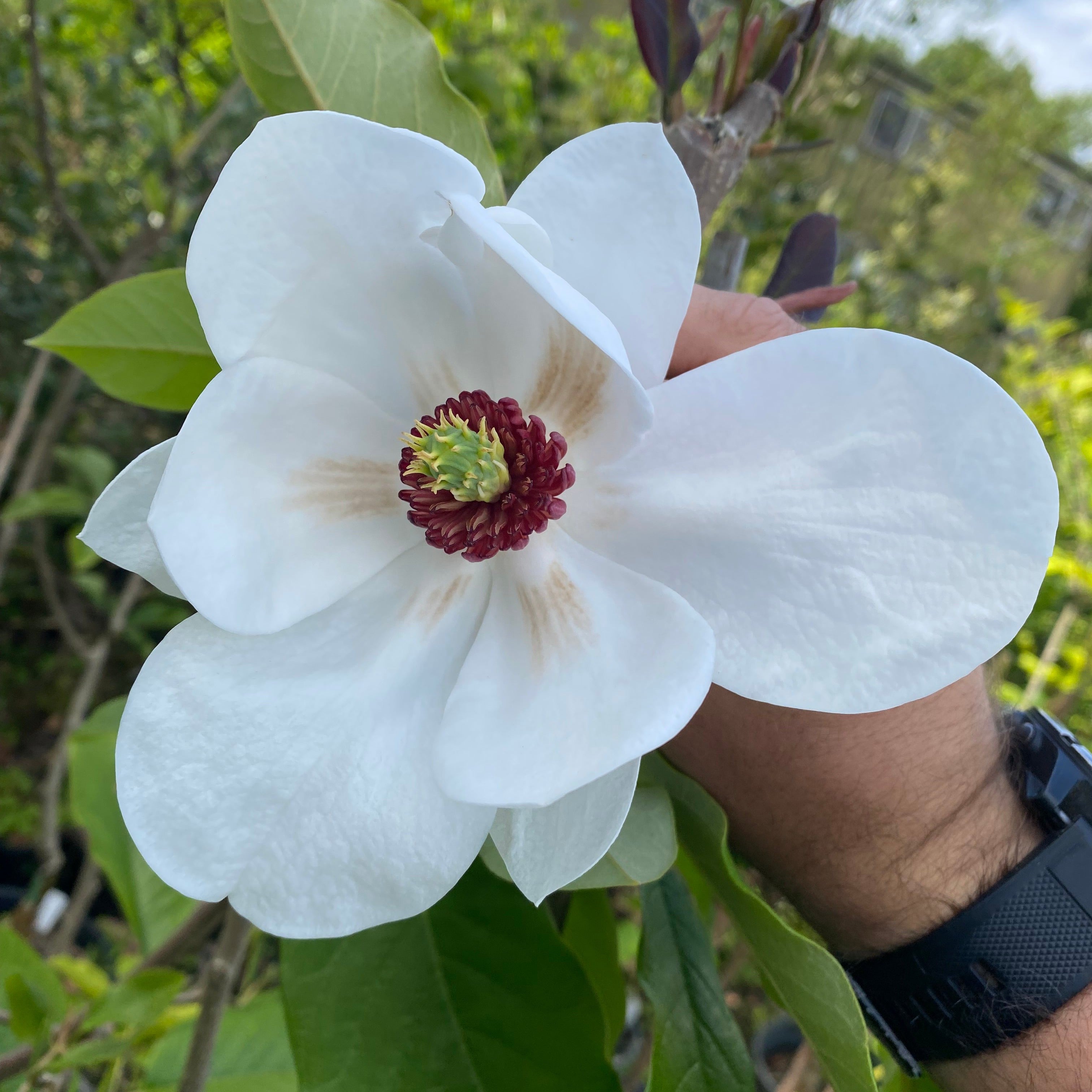 Magnolia sieboldii Polyploid-1