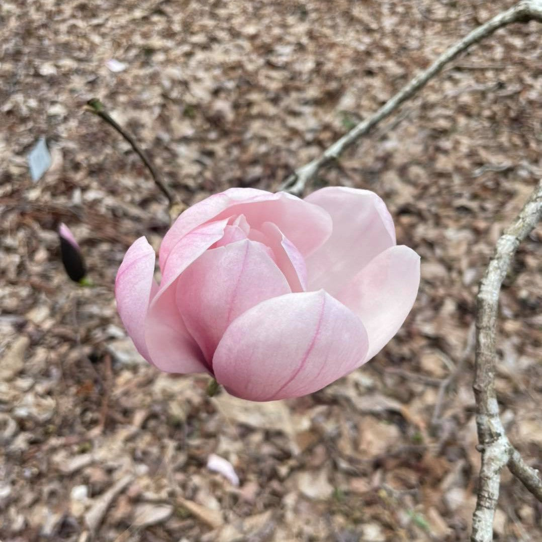 Magnolia sprengerii Diva Lyrebird Form 2