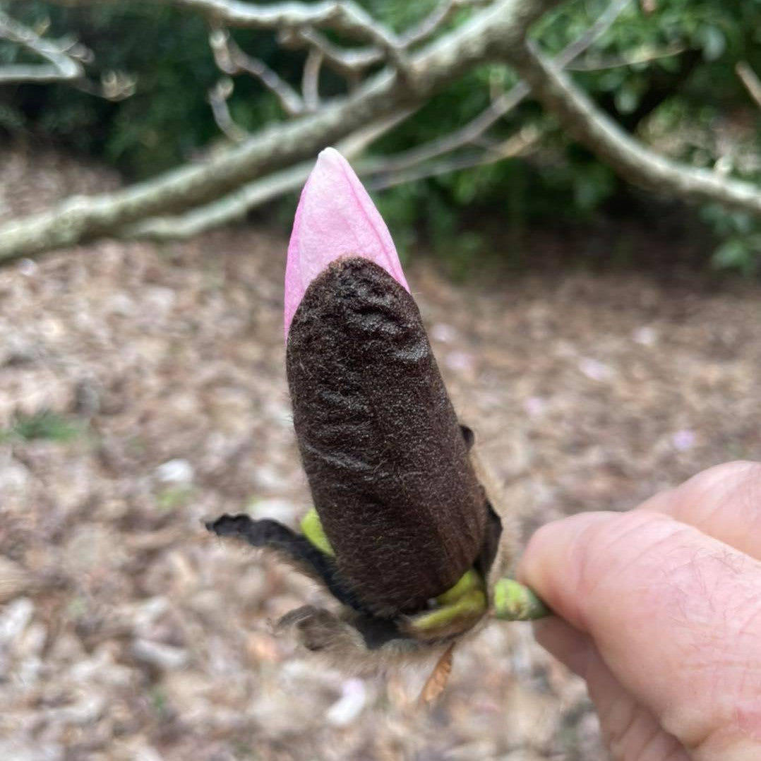 Magnolia sprengerii Diva Lyrebird Form 3