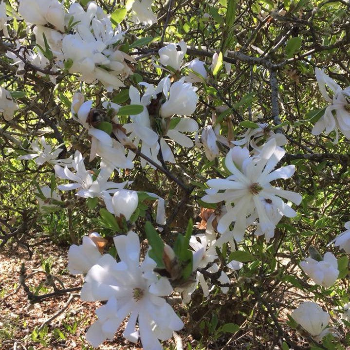 Magnolia stellata