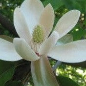 Magnolia thompsoniana 1