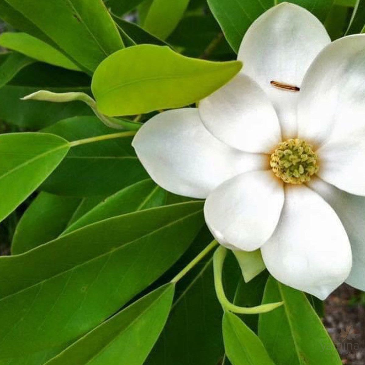 Magnolia virginiana 2