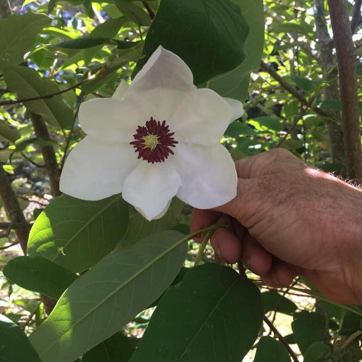Magnolia wilsonii 2